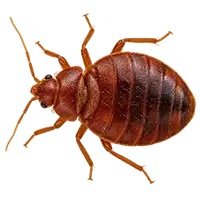 Bed bug control