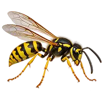 Wasp control
